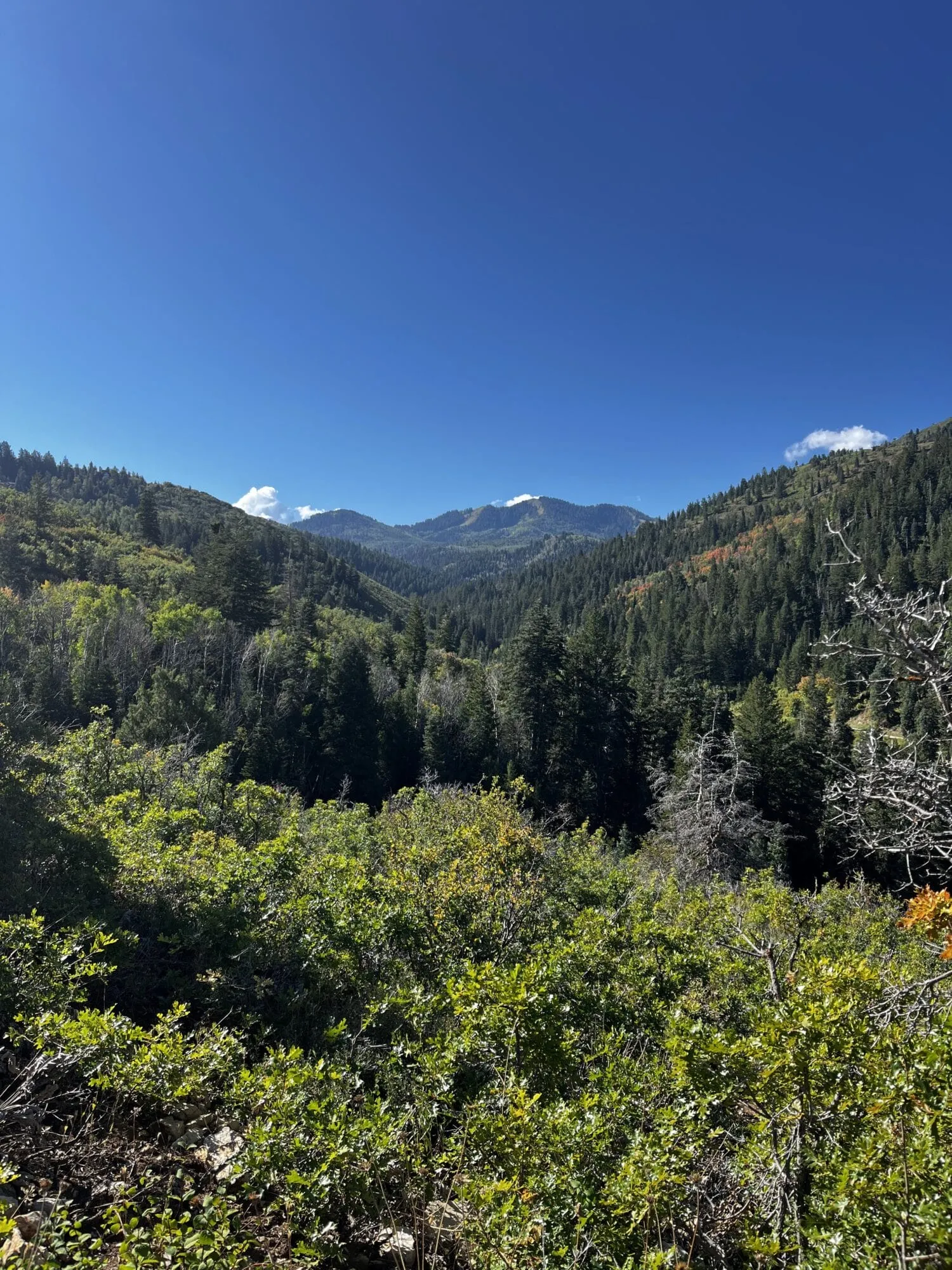 A Toll New World Fall